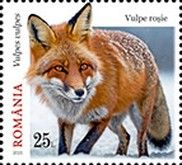 Red Fox (Vulpes vulpes)