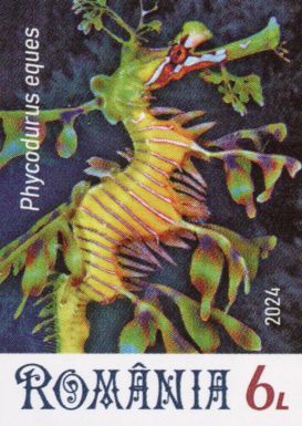 Leafy Seadragon (Phycodurus eques)