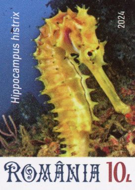 Spiny Seahorse (Hippocampus histrix)
