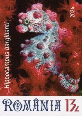 Bargibant's Seahorse (Hippocampus bargibanti)