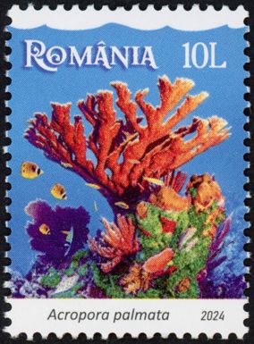 Elkhorn Coral (Acropora palmata)
