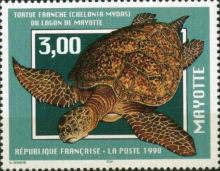 Green Sea Turtle (Chelonia mydas)