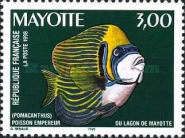 Emperor Angelfish (Pomacanthus imperator)