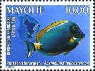 Powderblue Surgeonfish (Acanthurus leucosternon)