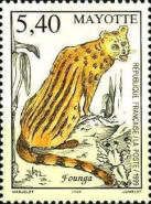 Indian Civet (Viverricula indica)