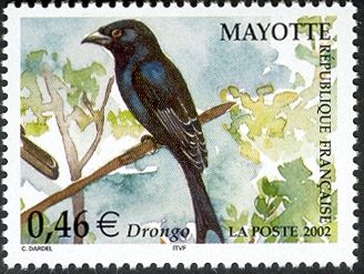 Mayotte Drongo (Dicrurus waldenii) 