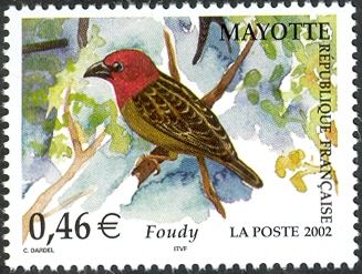 Red-headed Fody (Foudia eminentissima ssp. algondae)