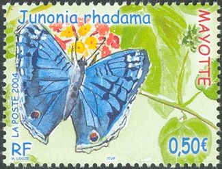 Brilliant Blue (Junonia rhadama)