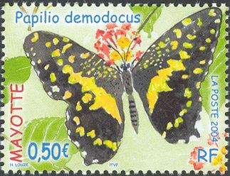 Citrus Swallowtail (Papilio demodocus)