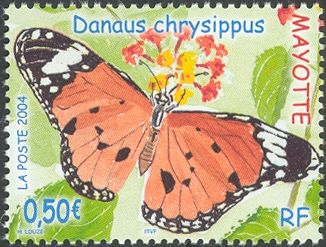African Monarch (Danaus chrysippus)