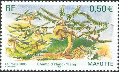 Champ d'Ylang-Ylang