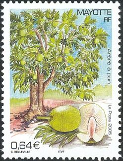 Breadfruit