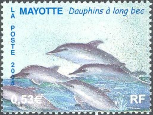 Spinner Dolphin (Stenella longirostris)