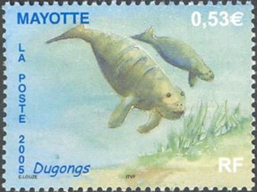 Dugong (Dugong dugon)
