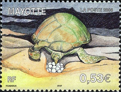 Green Sea Turtle (Chelonia mydas)