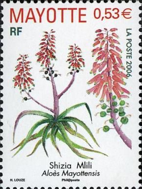 Shizia Mlili (Aloe mayottensis)