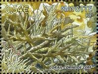 Staghorn Coral (Acropora cervicornis)