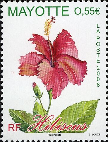Hibiscus
