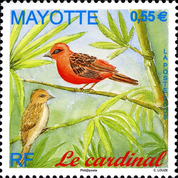 Red-headed Fody (Foudia eminentissima)