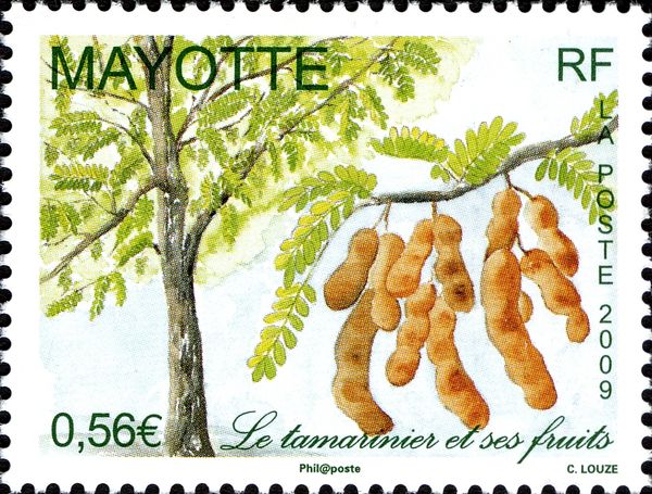 The Tamarind Tree