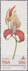 Red Disa (Disa uniflora)