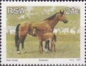 Kaapse Boerperd (Equus ferus caballus)