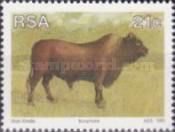 Bonsmara Cattle (Bos primigenius taurus)