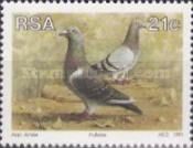 Putterie Carrier-Pigeon (Columba livia forma domestica)