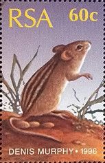 Xeric Four-Striped Grass Rat (Rhabdomys pumilio)