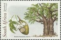 Baobab (Adansonia digitata)