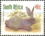 Riverine Rabbet (Bunolagus monticularis)