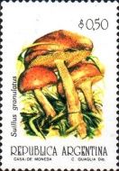 Suillus granulatus