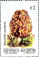 Morchella esculenta