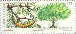 Algarrobo (Prosopis alba)