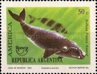 Southerm Right Whale (Eubalaena australis)