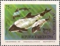 Commerson's Dolphin (Cephalorhynchus commersonii)