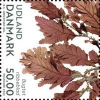 Phycodrys rubens