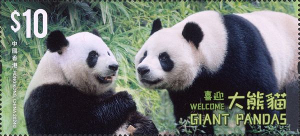 Giant Pandas