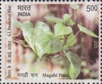 Magahi Paan (Piper betle)