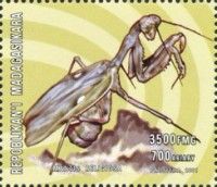 Mantis religiosa
