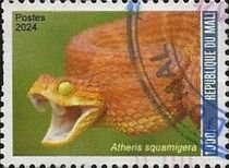 Green Bush Biper (Atheris squamigera)