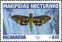 Leafy Sphinx (Xilophanes chiron)