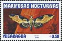 Moth (Protoparce ochus)