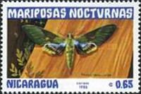 Gaudy Sphinx (Pholus lasbruscae)