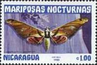 Moth (Amphypterus gannascus)