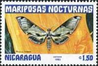 Moth (Pholus licaon)