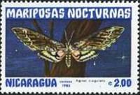 Pink-spotted Hawkmoth (Agrius cingulata)