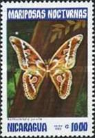 Silkmoth (Rothschildia jurulla)