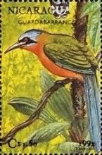 Whooping Motmot (Momotus subrufescens)