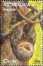 Brown-throated Three-toed Sloth (Bradypus variegatus)
